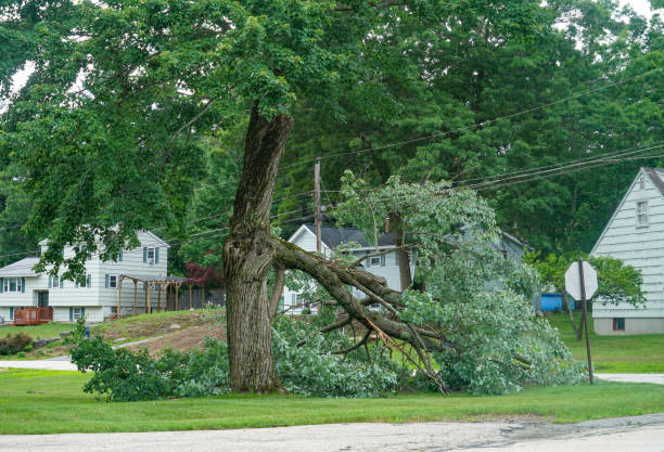 Best Tree Care Services  in Pine Bluff, AR